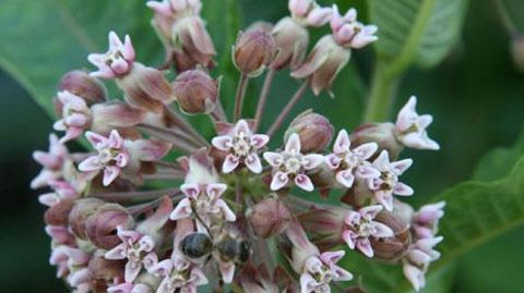 Asclepias syriaca (asclépiade de Syrie ou herbe à la ouate) est une des neuf © ROBERT VIDEKI, DORONICUM KFT, BUGWOOD.ORG Asclepias syriaca (asclépiade de Syrie ou herbe à la ouate) est une des neuf © ROBERT VIDEKI, DORONICUM KFT, BUGWOOD.ORG