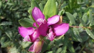 Polygala myrtifolia est une plante hôte à très haut risque selon le Defra. (c)Valérie Vidril 