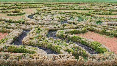Les broderies de buis de Vaux-le-Vicomte (77) sont sérieusement ravagées par la pyrale Cydalima perspectalis. PHOTOS : JÉRÔME JULLIEN Les broderies de buis de Vaux-le-Vicomte (77) sont sérieusement ravagées par la pyrale Cydalima perspectalis. PHOTOS : JÉRÔME JULLIEN