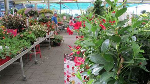 Grâce aux mois de mars et avril ensoleillés, les jardineries ont bien travaillé au cours du premier semestre 2017. (c)Pascal Fayolle Grâce aux mois de mars et avril ensoleillés, les jardineries ont bien travaillé au cours du premier semestre 2017. (c)Pascal Fayolle
