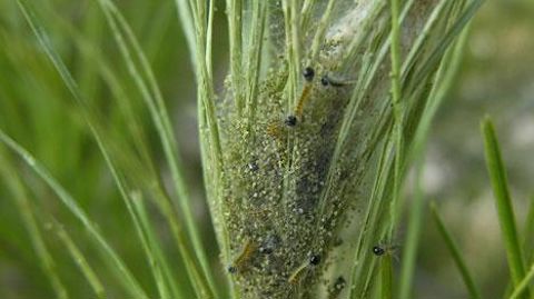 Les chenilles de premiers stades de la processionnaire du pin ont fait leur apparition sur une grande majorité du territoire métropolitain. ©Éric Chapin Les chenilles de premiers stades de la processionnaire du pin ont fait leur apparition sur une grande majorité du territoire métropolitain. ©Éric Chapin