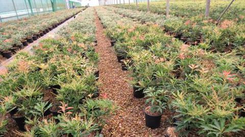 La plateforme d'échanges de végétaux de pépinière, située à Angers (49), est ouverte à tous les pépiniéristes français. ©Pascal Fayolle La plateforme d'échanges de végétaux de pépinière, située à Angers (49), est ouverte à tous les pépiniéristes français. ©Pascal Fayolle