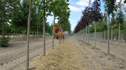 Paillage sur le rang, à base de paille de blé, en pépinière pleine terre. ©Charlotte Fourny Paillage sur le rang, à base de paille de blé, en pépinière pleine terre. ©Charlotte Fourny