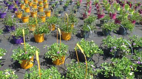 L'évolution du financement de l'expérimentation a été présentée en conseil spécialisé horticole de FranceAgriMer fin septembre. Les programmes peuvent désormais être pluriannuels. – Photo : P. Fayolle L'évolution du financement de l'expérimentation a été présentée en conseil spécialisé horticole de FranceAgriMer fin septembre. Les programmes peuvent désormais être pluriannuels. – Photo : P. Fayolle