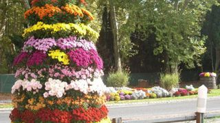 Pour mettre la ville en valeur, une soixantaine de jardinières, ainsi qu'une tour de plus de 2,20 m, ont été mises en culture par Jean-Louis Martinet, horticulteur à Carcassonne, épaulé par Jean Vincent, en stage d'insertion professionnelle - PHOTO : J.-L. MARTINET Pour mettre la ville en valeur, une soixantaine de jardinières, ainsi qu'une tour de plus de 2,20 m, ont été mises en culture par Jean-Louis Martinet, horticulteur à Carcassonne, épaulé par Jean Vincent, en stage d'insertion professio Pour mettre la ville en valeur, une soixantaine de jardinières, ainsi qu'une tour de plus de 2,20 m, ont été mises en culture par Jean-Louis Martinet, horticulteur à Carcassonne, épaulé par Jean Vincent, en stage d'insertion professionnelle - PHOTO : J.-L. MARTINET Pour mettre la ville en valeur, une soixantaine de jardinières, ainsi qu'une tour de plus de 2,20 m, ont été mises en culture par Jean-Louis Martinet, horticulteur à Carcassonne, épaulé par Jean Vincent, en stage d'insertion professio