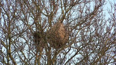 Nid de frelon asiatique. Photo Anne Mabire Nid de frelon asiatique. Photo Anne Mabire