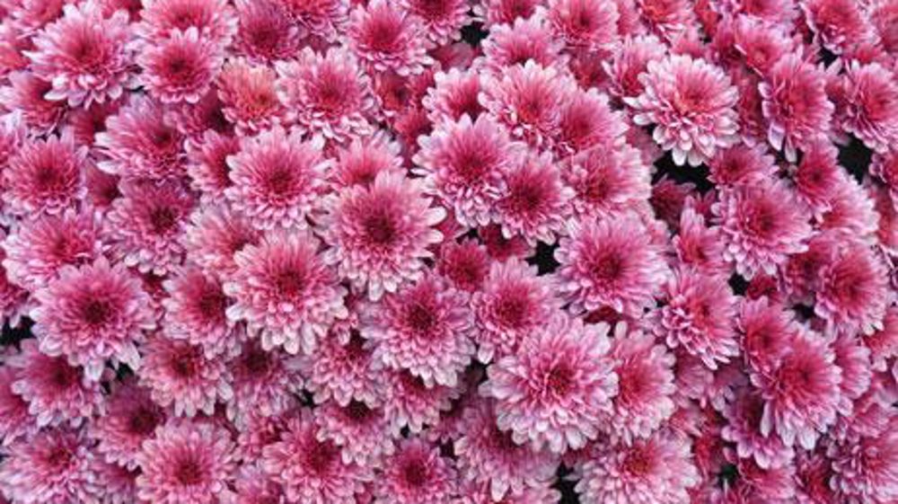 L'an dernier, les chrysanthèmes ont représenté près des trois-quarts des dépenses en végétaux de la Toussaint. L'an dernier, les chrysanthèmes ont représenté près des trois-quarts des dépenses en végétaux de la Toussaint.