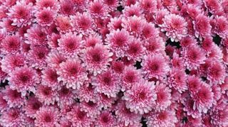 L'an dernier, les chrysanthèmes ont représenté près des trois-quarts des dépenses en végétaux de la Toussaint. L'an dernier, les chrysanthèmes ont représenté près des trois-quarts des dépenses en végétaux de la Toussaint. L'an dernier, les chrysanthèmes ont représenté près des trois-quarts des dépenses en végétaux de la Toussaint. L'an dernier, les chrysanthèmes ont représenté près des trois-quarts des dépenses en végétaux de la Toussaint.