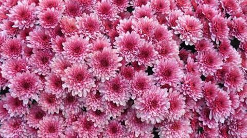 L'an dernier, les chrysanthèmes ont représenté près des trois-quarts des dépenses en végétaux de la Toussaint. L'an dernier, les chrysanthèmes ont représenté près des trois-quarts des dépenses en végétaux de la Toussaint.