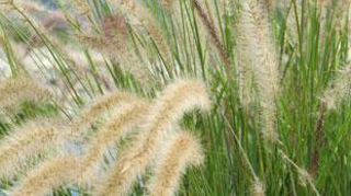 Le nom Pennisetum setaceum est à ce jour sujet à des interprétations variées à la suite de travaux phylogénétiques récents proposant la fusion des genres Pennisetum et Cenchrus. ‘Sky Rocket' est génétiquement affilié à Cenchrus advena (syn. Pennisetum advena) : il n'est pas concerné par la réglementation européenne sur les envahissantes. ©Odile Maillard Le nom Pennisetum setaceum est à ce jour sujet à des interprétations variées à la suite de travaux phylogénétiques récents proposant la fusion d Le nom Pennisetum setaceum est à ce jour sujet à des interprétations variées à la suite de travaux phylogénétiques récents proposant la fusion des genres Pennisetum et Cenchrus. ‘Sky Rocket' est génétiquement affilié à Cenchrus advena (syn. Pennisetum advena) : il n'est pas concerné par la réglementation européenne sur les envahissantes. ©Odile Maillard Le nom Pennisetum setaceum est à ce jour sujet à des interprétations variées à la suite de travaux phylogénétiques récents proposant la fusion d