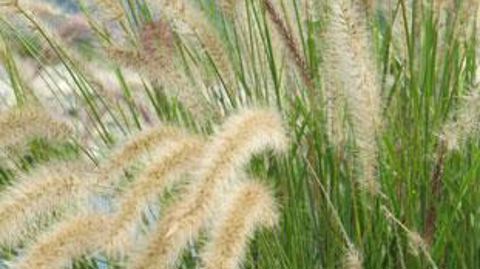 Le nom Pennisetum setaceum est à ce jour sujet à des interprétations variées à la suite de travaux phylogénétiques récents proposant la fusion des genres Pennisetum et Cenchrus. ‘Sky Rocket' est génétiquement affilié à Cenchrus advena (syn. Pennisetum advena) : il n'est pas concerné par la réglementation européenne sur les envahissantes. ©Odile Maillard Le nom Pennisetum setaceum est à ce jour sujet à des interprétations variées à la suite de travaux phylogénétiques récents proposant la fusion d