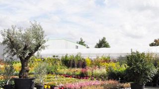 L'espace intérieur de Plandanjou Market, le « cash & carry » que le groupement de pépinières a ouvert en septembre. (c)Isabelle Cordier L'espace intérieur de Plandanjou Market, le « cash & carry » que le groupement de pépinières a ouvert en septembre. (c)Isabelle Cordier L'espace intérieur de Plandanjou Market, le « cash & carry » que le groupement de pépinières a ouvert en septembre. (c)Isabelle Cordier L'espace intérieur de Plandanjou Market, le « cash & carry » que le groupement de pépinières a ouvert en septembre. (c)Isabelle Cordier