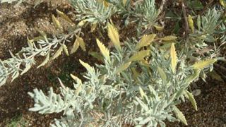 La maladie a été identifiée en Europe en 2013. Ici, symptômes de Xylella fastidiosa subsp. multiplex sur Lavandula x allardi.(c)Agnès Poirier, https://GD.EPPO.INT La maladie a été identifiée en Europe en 2013. Ici, symptômes de Xylella fastidiosa subsp. multiplex sur Lavandula x allardi.(c)Agnès Poirier, https://GD.EPPO.INT La maladie a été identifiée en Europe en 2013. Ici, symptômes de Xylella fastidiosa subsp. multiplex sur Lavandula x allardi.(c)Agnès Poirier, https://GD.EPPO.INT La maladie a été identifiée en Europe en 2013. Ici, symptômes de Xylella fastidiosa subsp. multiplex sur Lavandula x allardi.(c)Agnès Poirier, https://GD.EPPO.INT