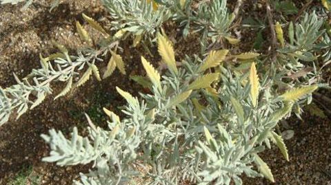 La maladie a été identifiée en Europe en 2013. Ici, symptômes de Xylella fastidiosa subsp. multiplex sur Lavandula x allardi.(c)Agnès Poirier, https://GD.EPPO.INT  La maladie a été identifiée en Europe en 2013. Ici, symptômes de Xylella fastidiosa subsp. multiplex sur Lavandula x allardi.(c)Agnès Poirier, https://GD.EPPO.INT 