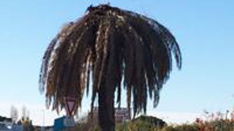 Certains palmiers à destination du Royaume-Uni, de l'Irlande, de Malte ou du Portugal nécessitent un PPE-ZP pour Paysandia archon ou Rhynchophorus ferrugineus. (c)Valérie Vidril Certains palmiers à destination du Royaume-Uni, de l'Irlande, de Malte ou du Portugal nécessitent un PPE-ZP pour Paysandia archon ou Rhynchophorus ferrugineus. (c)Valérie Vidril