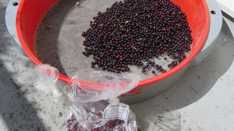 Cerises de Sainte-Lucie avant dépulpage. Cette espèce peu courante en Île-de-France est proposée par deux des pépinières du GIE. ©GIE Pépinières Franciliennes Cerises de Sainte-Lucie avant dépulpage. Cette espèce peu courante en Île-de-France est proposée par deux des pépinières du GIE. ©GIE Pépinières Franciliennes