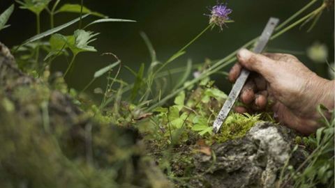 ©Agnès Latzoura – MNHN Désherbage manuel minutieux… au Jardin alpin du Jardin des Plantes (Paris).