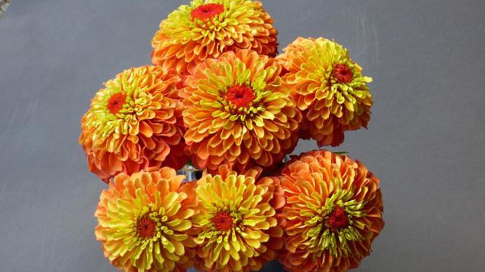 ©Fleuroselect Zinnia elegans 'Queeny' Lime Orange Obtenteur: Hugo Dittmar (Suisse) ; distribué par Floragran (Pays-Bas) ©Fleuroselect Zinnia elegans 'Queeny' Lime Orange Obtenteur: Hugo Dittmar (Suisse) ; distribué par Floragran (Pays-Bas)