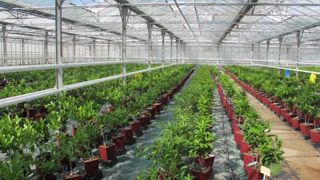 Chaque année, l'Observatoire des exploitations horticoles permet de réaliser une photo de l'entreprise horticole moyenne. (c)Pascal Fayolle Chaque année, l'Observatoire des exploitations horticoles permet de réaliser une photo de l'entreprise horticole moyenne. (c)Pascal Fayolle