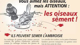 Le document de l'observatoire conseille de tamiser les graines d'oiseaux avant de les distribuer. (c)www.ambroisie.info Le document de l'observatoire conseille de tamiser les graines d'oiseaux avant de les distribuer. (c)www.ambroisie.info Le document de l'observatoire conseille de tamiser les graines d'oiseaux avant de les distribuer. (c)www.ambroisie.info Le document de l'observatoire conseille de tamiser les graines d'oiseaux avant de les distribuer. (c)www.ambroisie.info