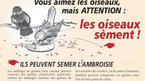 Le document de l'observatoire conseille de tamiser les graines d'oiseaux avant de les distribuer. (c)www.ambroisie.info Le document de l'observatoire conseille de tamiser les graines d'oiseaux avant de les distribuer. (c)www.ambroisie.info