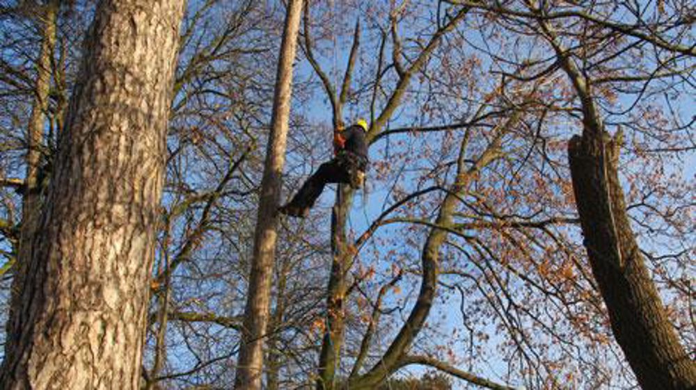 Le nombre d'élagueurs-grimpeurs est passé de 7 800 à 8 700 en dix ans. Et 88 % d'entre eux sont en CDI. (c)Pascal Fayolle Le nombre d'élagueurs-grimpeurs est passé de 7 800 à 8 700 en dix ans. Et 88 % d'entre eux sont en CDI. (c)Pascal Fayolle Le nombre d'élagueurs-grimpeurs est passé de 7 800 à 8 700 en dix ans. Et 88 % d'entre eux sont en CDI. (c)Pascal Fayolle Le nombre d'élagueurs-grimpeurs est passé de 7 800 à 8 700 en dix ans. Et 88 % d'entre eux sont en CDI. (c)Pascal Fayolle