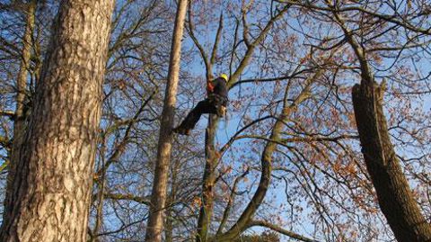 Le nombre d'élagueurs-grimpeurs est passé de 7 800 à 8 700 en dix ans. Et 88 % d'entre eux sont en CDI. (c)Pascal Fayolle Le nombre d'élagueurs-grimpeurs est passé de 7 800 à 8 700 en dix ans. Et 88 % d'entre eux sont en CDI. (c)Pascal Fayolle