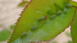 « Si les premières colonies de pucerons sont observées, les impacts ne sont pas encore là. » © Éric Chapin « Si les premières colonies de pucerons sont observées, les impacts ne sont pas encore là. » © Éric Chapin « Si les premières colonies de pucerons sont observées, les impacts ne sont pas encore là. » © Éric Chapin « Si les premières colonies de pucerons sont observées, les impacts ne sont pas encore là. » © Éric Chapin