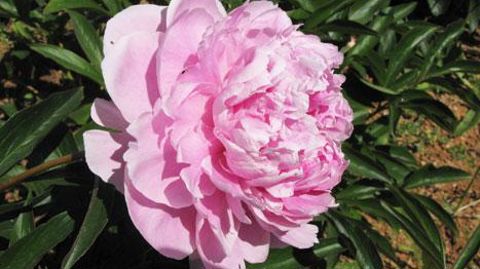 La pivoine a connu une importante progression économique dans le Var. ©Scradh La pivoine a connu une importante progression économique dans le Var. ©Scradh