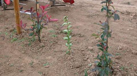Cette journée sera l'occasion de présenter les dernières avancées en matière de désherbage mécanique. (c)Pascal Fayolle Cette journée sera l'occasion de présenter les dernières avancées en matière de désherbage mécanique. (c)Pascal Fayolle