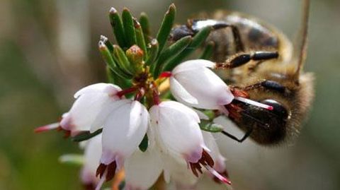 Avec le printemps, les BSV (bulletins de santé du végétal) réitèrent leurs recommandations vis-à-vis des pollinisateurs. ©Jérome JULLIEN Avec le printemps, les BSV (bulletins de santé du végétal) réitèrent leurs recommandations vis-à-vis des pollinisateurs. ©Jérome JULLIEN