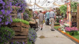 Les « trials » fluctuent entre vrais essais culturaux, démonstrations variétales, show marketing, routes et vitrines de nouveautés... Ici chez le diffuseur Moerheim en 2014. (c)Odile Maillard Les « trials » fluctuent entre vrais essais culturaux, démonstrations variétales, show marketing, routes et vitrines de nouveautés... Ici chez le diffuseur Moerheim en 2014. (c)Odile Maillard