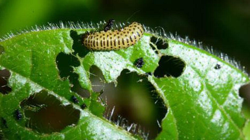 Les sites infestés par les galéruques l'année passée doivent être particulièrement surveillés. Ici une larve de la galéruque de la viorne et ses dégâts. (c) Éric Chapin Les sites infestés par les galéruques l'année passée doivent être particulièrement surveillés. Ici une larve de la galéruque de la viorne et ses dégâts. (c) Éric Chapin
