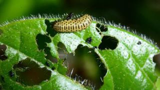 Les sites infestés par les galéruques l'année passée doivent être particulièrement surveillés. Ici une larve de la galéruque de la viorne et ses dégâts. (c) Éric Chapin Les sites infestés par les galéruques l'année passée doivent être particulièrement surveillés. Ici une larve de la galéruque de la viorne et ses dégâts. (c) Éric Chapin Les sites infestés par les galéruques l'année passée doivent être particulièrement surveillés. Ici une larve de la galéruque de la viorne et ses dégâts. (c) Éric Chapin Les sites infestés par les galéruques l'année passée doivent être particulièrement surveillés. Ici une larve de la galéruque de la viorne et ses dégâts. (c) Éric Chapin