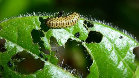 Les sites infestés par les galéruques l'année passée doivent être particulièrement surveillés. Ici une larve de la galéruque de la viorne et ses dégâts. (c) Éric Chapin Les sites infestés par les galéruques l'année passée doivent être particulièrement surveillés. Ici une larve de la galéruque de la viorne et ses dégâts. (c) Éric Chapin