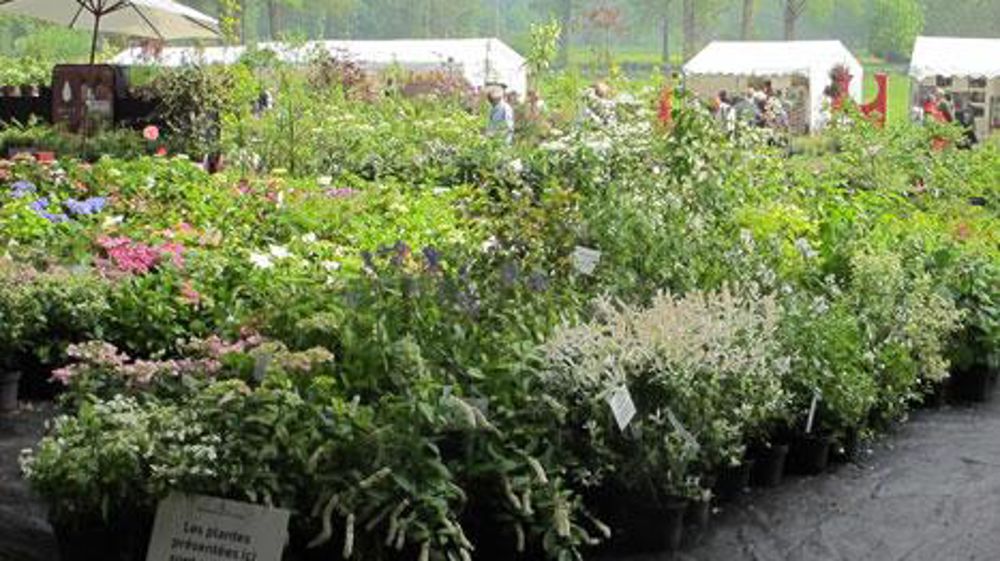 À l'occasion des prochaines Journées des plantes de Chantilly (60), qui auront lieu du 18 au 20 mai, l'avenir des buis dans les jardins fera l'objet d'une conférence. (c)Pascal Fayolle À l'occasion des prochaines Journées des plantes de Chantilly (60), qui auront lieu du 18 au 20 mai, l'avenir des buis dans les jardins fera l'objet d'une conférence. (c)Pascal Fayolle
