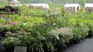 À l'occasion des prochaines Journées des plantes de Chantilly (60), qui auront lieu du 18 au 20 mai, l'avenir des buis dans les jardins fera l'objet d'une conférence. (c)Pascal Fayolle À l'occasion des prochaines Journées des plantes de Chantilly (60), qui auront lieu du 18 au 20 mai, l'avenir des buis dans les jardins fera l'objet d'une conférence. (c)Pascal Fayolle À l'occasion des prochaines Journées des plantes de Chantilly (60), qui auront lieu du 18 au 20 mai, l'avenir des buis dans les jardins fera l'objet d'une conférence. (c)Pascal Fayolle À l'occasion des prochaines Journées des plantes de Chantilly (60), qui auront lieu du 18 au 20 mai, l'avenir des buis dans les jardins fera l'objet d'une conférence. (c)Pascal Fayolle