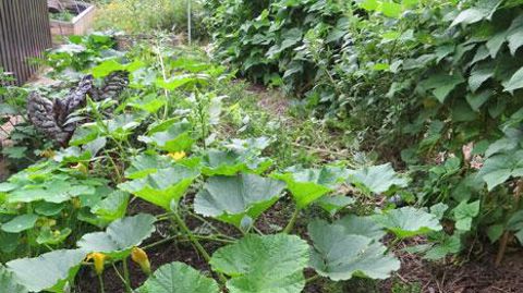 Avec le regain d'intérêt pour les fleurs sauvages, aromatiques et médicinales, et l'attrait pour les fleurs comestibles, il faut redoubler de vigilance. Par exemple, attention aux courgettes, courges et coloquintes potentiellement hybridées par les abeilles. (c)Odile Maillard Avec le regain d'intérêt pour les fleurs sauvages, aromatiques et médicinales, et l'attrait pour les fleurs comestibles, il faut redoubler de vigilance. Par exemple, attention aux courgettes, courges et coloquintes potentie