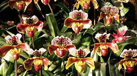 En 2010, les 9è Florissimo avaient mis l'eau à l'honneur, mais les orchidées font partie des plantes phares qui surprennent et font rêver les visiteurs.(c)Florissimo. En 2010, les 9è Florissimo avaient mis l'eau à l'honneur, mais les orchidées font partie des plantes phares qui surprennent et font rêver les visiteurs.(c)Florissimo.