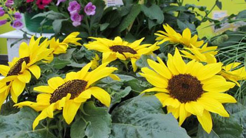 Le tournesol (photo), fleur de l'année 2015 pour Fleuroselect, sera suivi en 2016 par le Cosmos. ©Odile Maillard Le tournesol (photo), fleur de l'année 2015 pour Fleuroselect, sera suivi en 2016 par le Cosmos. ©Odile Maillard Le tournesol (photo), fleur de l'année 2015 pour Fleuroselect, sera suivi en 2016 par le Cosmos. ©Odile Maillard Le tournesol (photo), fleur de l'année 2015 pour Fleuroselect, sera suivi en 2016 par le Cosmos. ©Odile Maillard