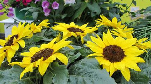 Le tournesol (photo), fleur de l'année 2015 pour Fleuroselect, sera suivi en 2016 par le Cosmos. ©Odile Maillard Le tournesol (photo), fleur de l'année 2015 pour Fleuroselect, sera suivi en 2016 par le Cosmos. ©Odile Maillard