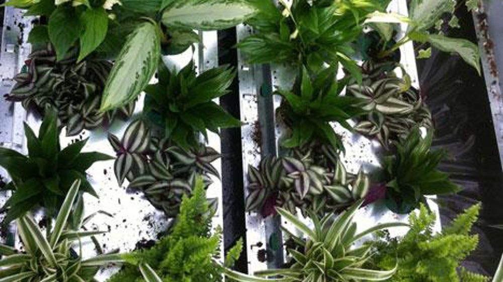 L'Astredhor Seine-Manche développe des modules végétalisés pour améliorer la qualité de l'air au sein des villes et à l'intérieur des habitats.  ©Marc-Antoine Cannesan L'Astredhor Seine-Manche développe des modules végétalisés pour améliorer la qualité de l'air au sein des villes et à l'intérieur des habitats.  ©Marc-Antoine Cannesan