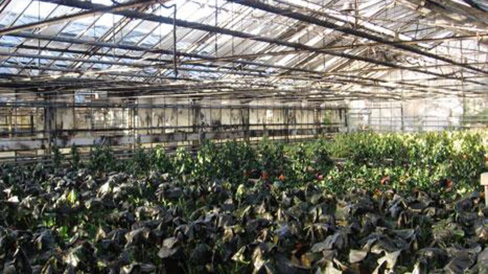 Un incendie s'était déclaré dans la nuit de la Saint-Sylvestre dans cette serre située à Wiesmoor, en Allemagne. Les écrans n'étaient pas de type coupe-feu... ©Hortisecur Un incendie s'était déclaré dans la nuit de la Saint-Sylvestre dans cette serre située à Wiesmoor, en Allemagne. Les écrans n'étaient pas de type coupe-feu... ©Hortisecur Un incendie s'était déclaré dans la nuit de la Saint-Sylvestre dans cette serre située à Wiesmoor, en Allemagne. Les écrans n'étaient pas de type coupe-feu... ©Hortisecur Un incendie s'était déclaré dans la nuit de la Saint-Sylvestre dans cette serre située à Wiesmoor, en Allemagne. Les écrans n'étaient pas de type coupe-feu... ©Hortisecur