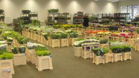 La recherche d'avantages comparatifs fait bouger les lignes de concurrence du commerce mondial de fleurs et de plantes. ©Gwanaëlle André La recherche d'avantages comparatifs fait bouger les lignes de concurrence du commerce mondial de fleurs et de plantes. ©Gwanaëlle André