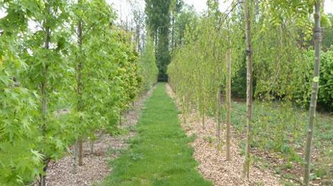 La première étape du Pass'filières horticulture-pépinière a consisté en un diagnostic de la filière francilienne. ©CA IDF OUEST La première étape du Pass'filières horticulture-pépinière a consisté en un diagnostic de la filière francilienne. ©CA IDF OUEST