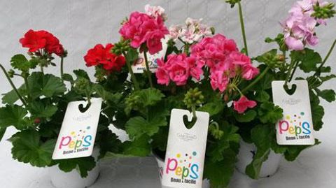 Faciliter le travail de marketing sur le produit et le mettre à portée des entreprises les plus modestes : tel est l'objectif de Réseau Contact. ©Hortilinea Faciliter le travail de marketing sur le produit et le mettre à portée des entreprises les plus modestes : tel est l'objectif de Réseau Contact. ©Hortilinea