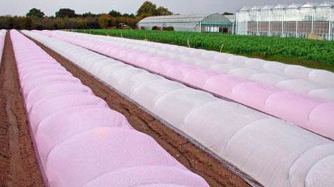 Le projet Orca laisse entrevoir des avancées en matière de compétitivité pour les secteurs du maraîchage et de l'horticulture ornementale, tout en respectant des valeurs de développement durable.(c)IRHS Le projet Orca laisse entrevoir des avancées en matière de compétitivité pour les secteurs du maraîchage et de l'horticulture ornementale, tout en respectant des valeurs de développement durable.(c)IRHS