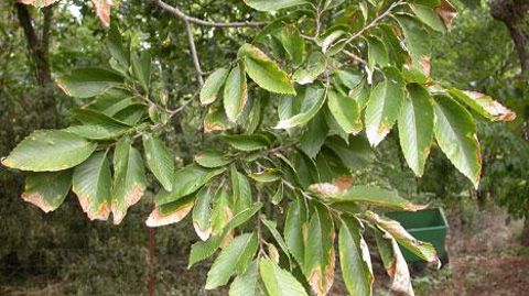 Xylella fastidiosa entraîne le dépérissement rapide et létal des végétaux. Aucune solution curative n'existe actuellement. Ici, symptômes sur Ulmus. (c)Brian Olson, Oklahoma State University, Bugwood.org  Xylella fastidiosa entraîne le dépérissement rapide et létal des végétaux. Aucune solution curative n'existe actuellement. Ici, symptômes sur Ulmus. (c)Brian Olson, Oklahoma State University, Bugwood.org 