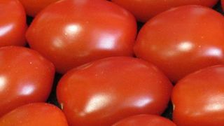 La grande chambre des recours de l'Office européen de brevets confirme qu'un produit obtenu par un procédé essentiellement biologique est brevetable. Cette décision concerne à ce jour certains brevets sur des brocolis et des tomates. (c)Odile Maillard La grande chambre des recours de l'Office européen de brevets confirme qu'un produit obtenu par un procédé essentiellement biologique est brevetable. Cette décision concerne à ce jour certains brevets sur des brocolis et des tomates. (c)Odile Maill La grande chambre des recours de l'Office européen de brevets confirme qu'un produit obtenu par un procédé essentiellement biologique est brevetable. Cette décision concerne à ce jour certains brevets sur des brocolis et des tomates. (c)Odile Maillard La grande chambre des recours de l'Office européen de brevets confirme qu'un produit obtenu par un procédé essentiellement biologique est brevetable. Cette décision concerne à ce jour certains brevets sur des brocolis et des tomates. (c)Odile Maill