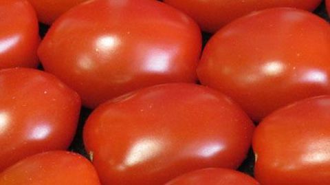 La grande chambre des recours de l'Office européen de brevets confirme qu'un produit obtenu par un procédé essentiellement biologique est brevetable. Cette décision concerne à ce jour certains brevets sur des brocolis et des tomates. (c)Odile Maillard La grande chambre des recours de l'Office européen de brevets confirme qu'un produit obtenu par un procédé essentiellement biologique est brevetable. Cette décision concerne à ce jour certains brevets sur des brocolis et des tomates. (c)Odile Maill